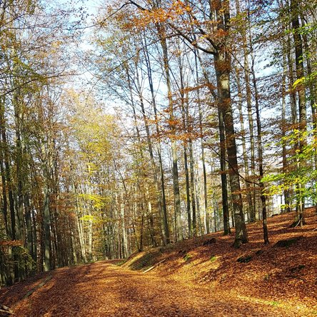 Waldweg durch Herbstlaub