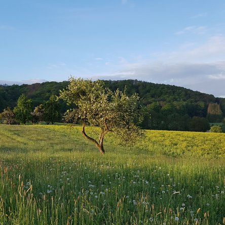Foto von Ansicht auf Hügel, Sommerwiese und Obstbaum